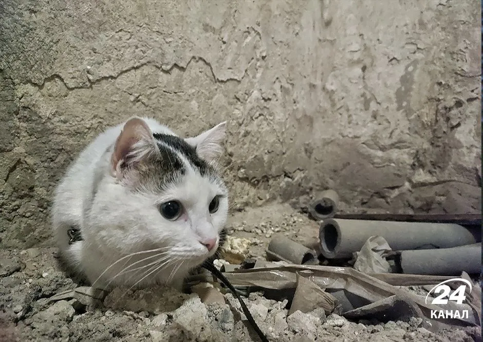 кіт, підвал, львів, тварина, укриття, війна, повітряна тривога кіт, підвал, львів, тварина, укриття, війна, повітряна тривога