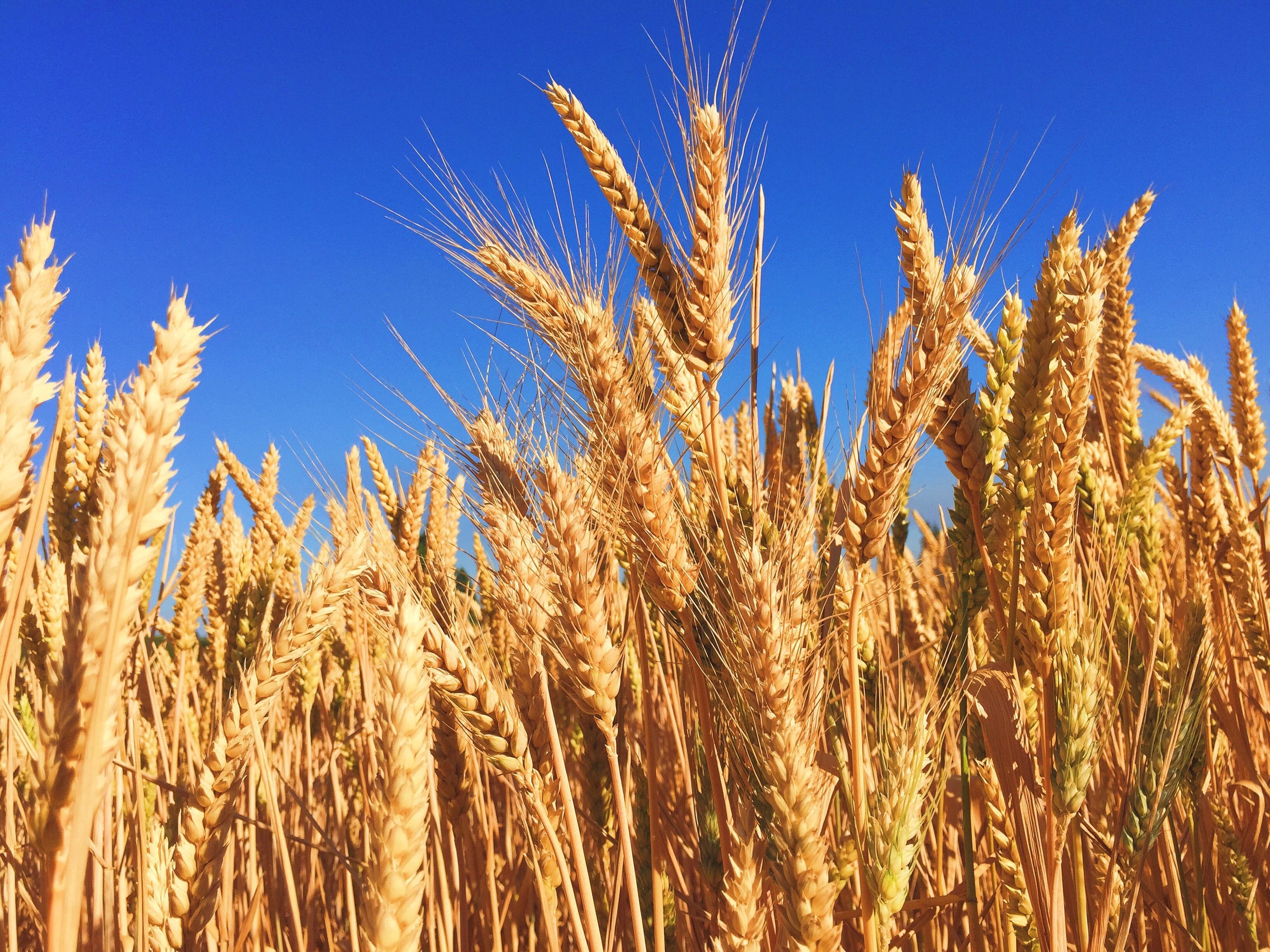 Мировые цены на пшеницу взлетели до 14-летнего максимума из-за войны в Украине - Экономика