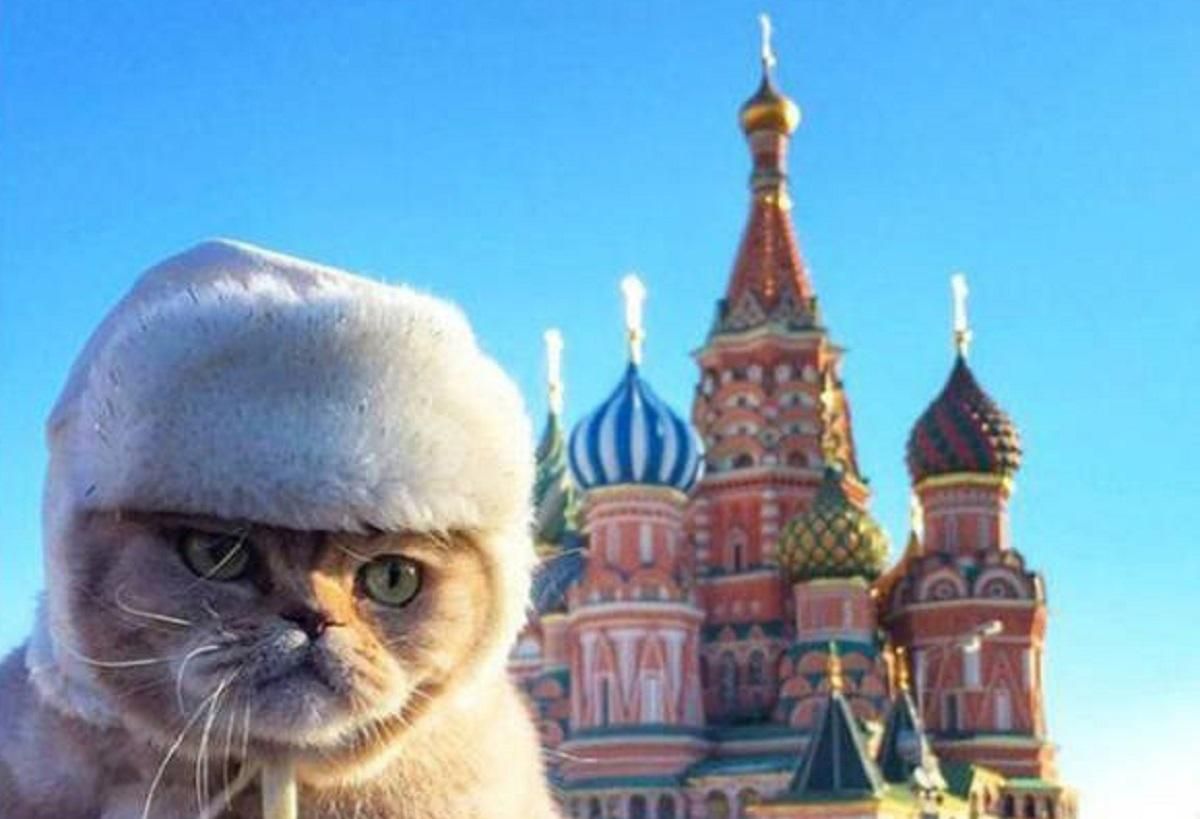 Международная федерация запретила российским котам участвовать в международных выставках