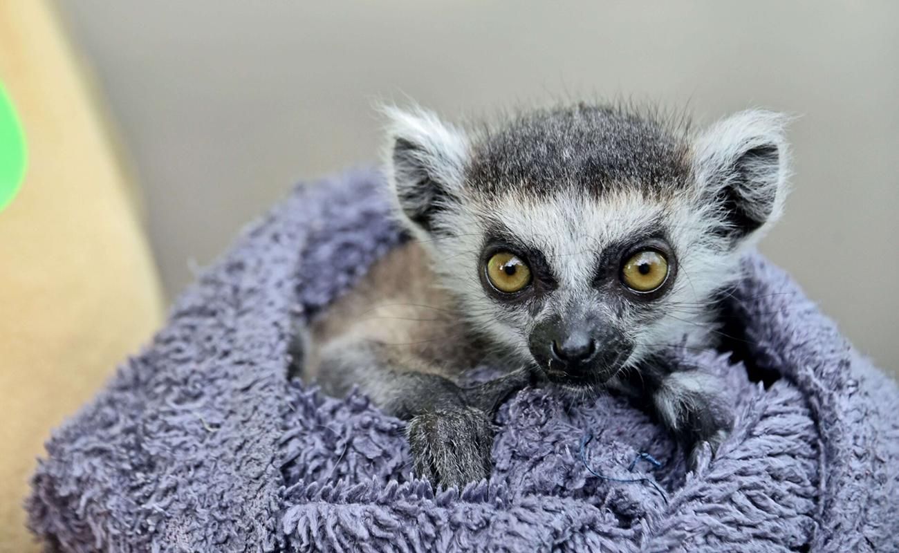 У київському зоопарку народився лемур, якого назвали Байрактар - 24 Канал У київському зоопарку народився лемур, якого назвали Байрактар - 24 Канал