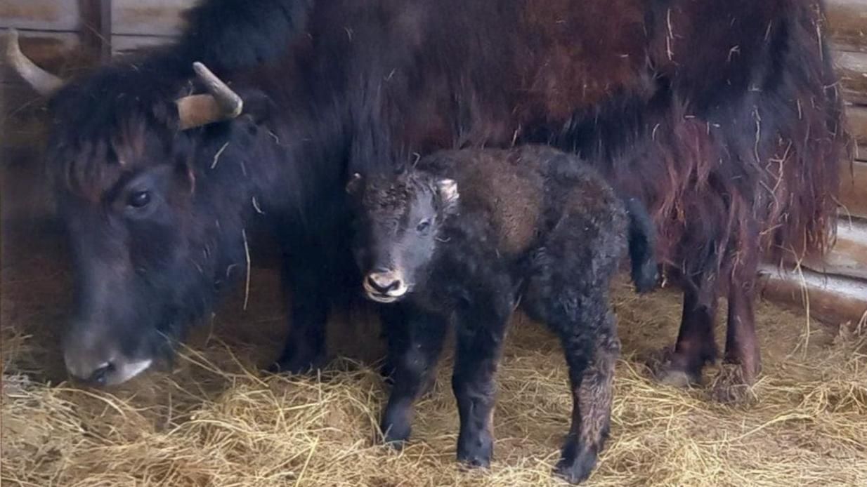 У заповіднику Асканія-Нова народився малюк тибетського яка: назвали "Байрактар" - 24 Канал У заповіднику Асканія-Нова народився малюк тибетського яка: назвали "Байрактар" - 24 Канал