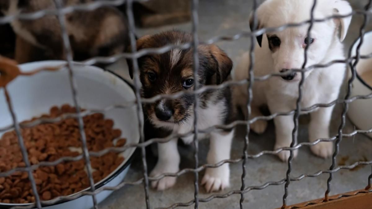 Снаряд окупантів влучив у притулок для тварин під Миколаєвом: наслідки жахливі - 24 Канал Снаряд окупантів влучив у притулок для тварин під Миколаєвом: наслідки жахливі - 24 Канал