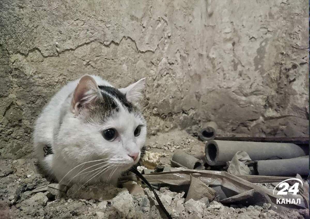 Евакуйовують не лише людей: в Україні поліцейські рятують чотирилапих друзів - 24 Канал Евакуйовують не лише людей: в Україні поліцейські рятують чотирилапих друзів - 24 Канал