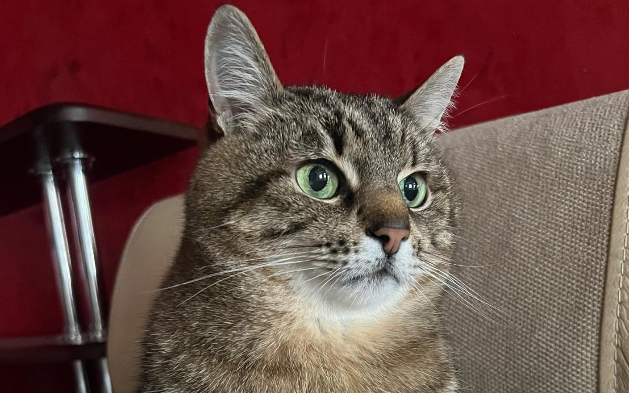 Кіт Степан показав своїй мільйонній аудиторії, як Росія бомбить мирне населення - 24 Канал Кіт Степан показав своїй мільйонній аудиторії, як Росія бомбить мирне населення - 24 Канал