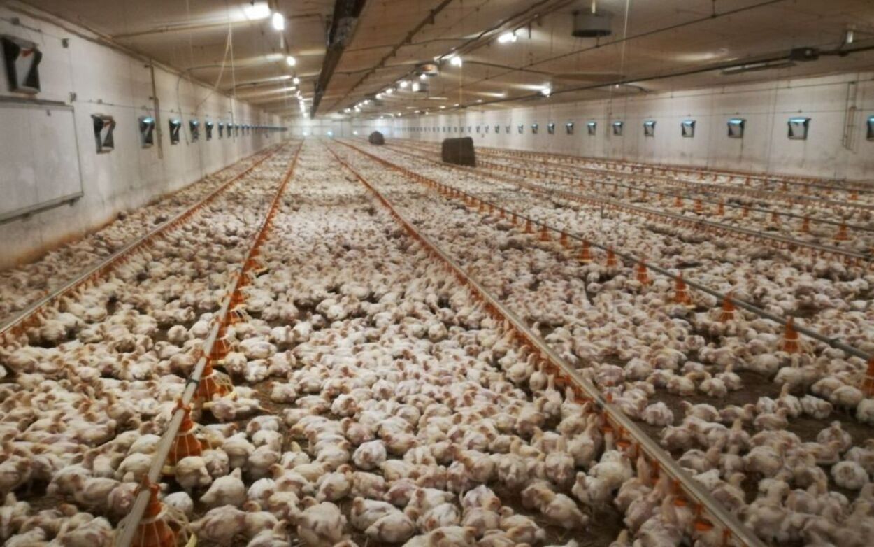 Обстреляли тех, кто вез корм на птицефабрику на Херсонщине: может быть гуманитарная катастрофа - 24 Канал Обстреляли тех, кто вез корм на птицефабрику на Херсонщине: может быть гуманитарная катастрофа - 24 Канал