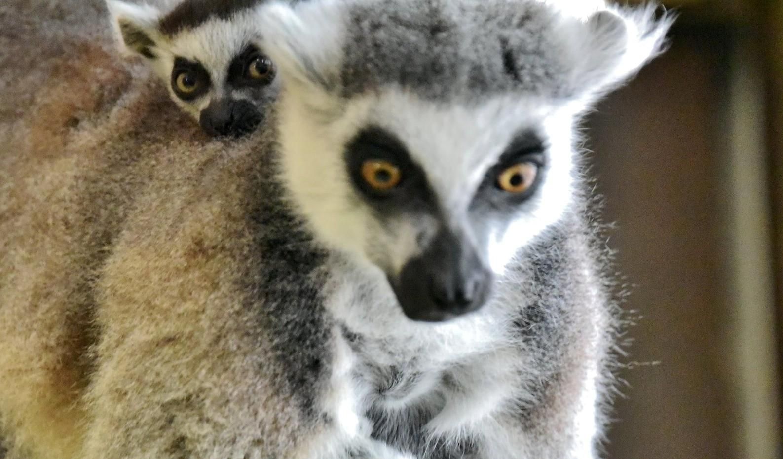 За время войны в зоопарке Киева родились 2 лемура и 2 козленка За время войны в зоопарке Киева родились 2 лемура и 2 козленка