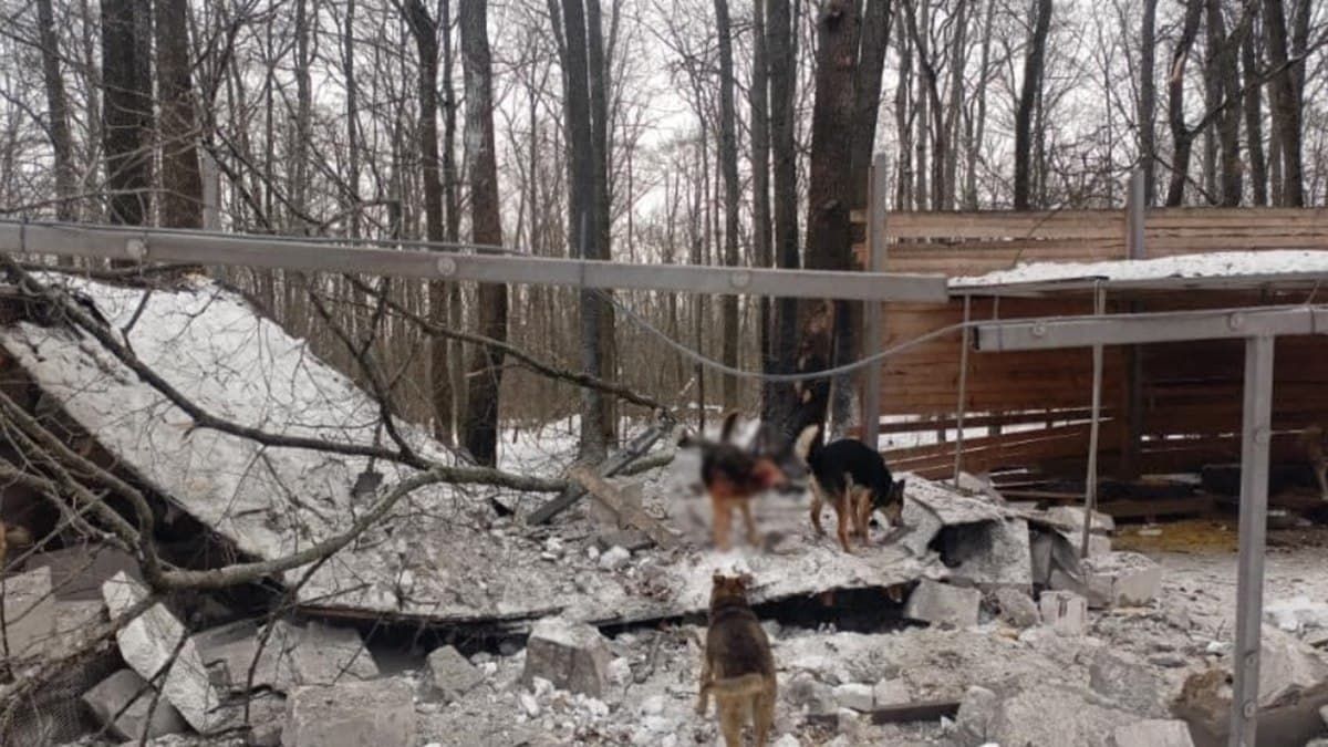 Оккупанты обстреляли в Харькове приют для животных: погибли 5 собак