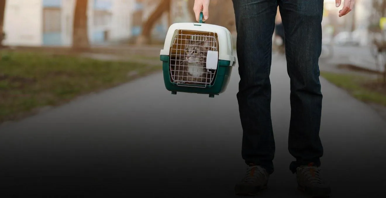 Животные на границе Животные на границе