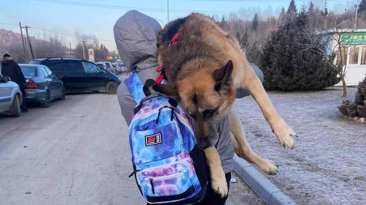 Українці несли стареньку собаку 17 кілометрів, аби перетнути з нею кордон: історія одного фото - 24 Канал