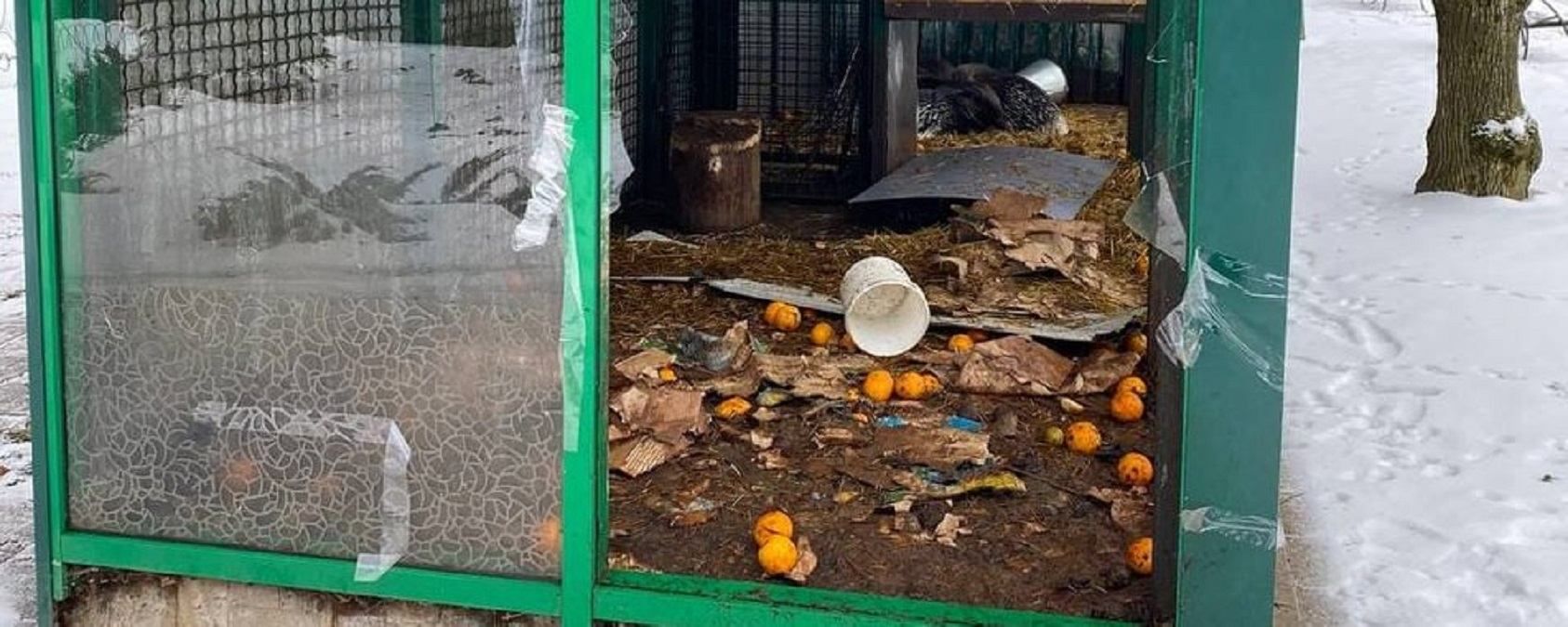 Кенгуру из харьковского экопарка погибли в результате обстрела Кенгуру из харьковского экопарка погибли в результате обстрела