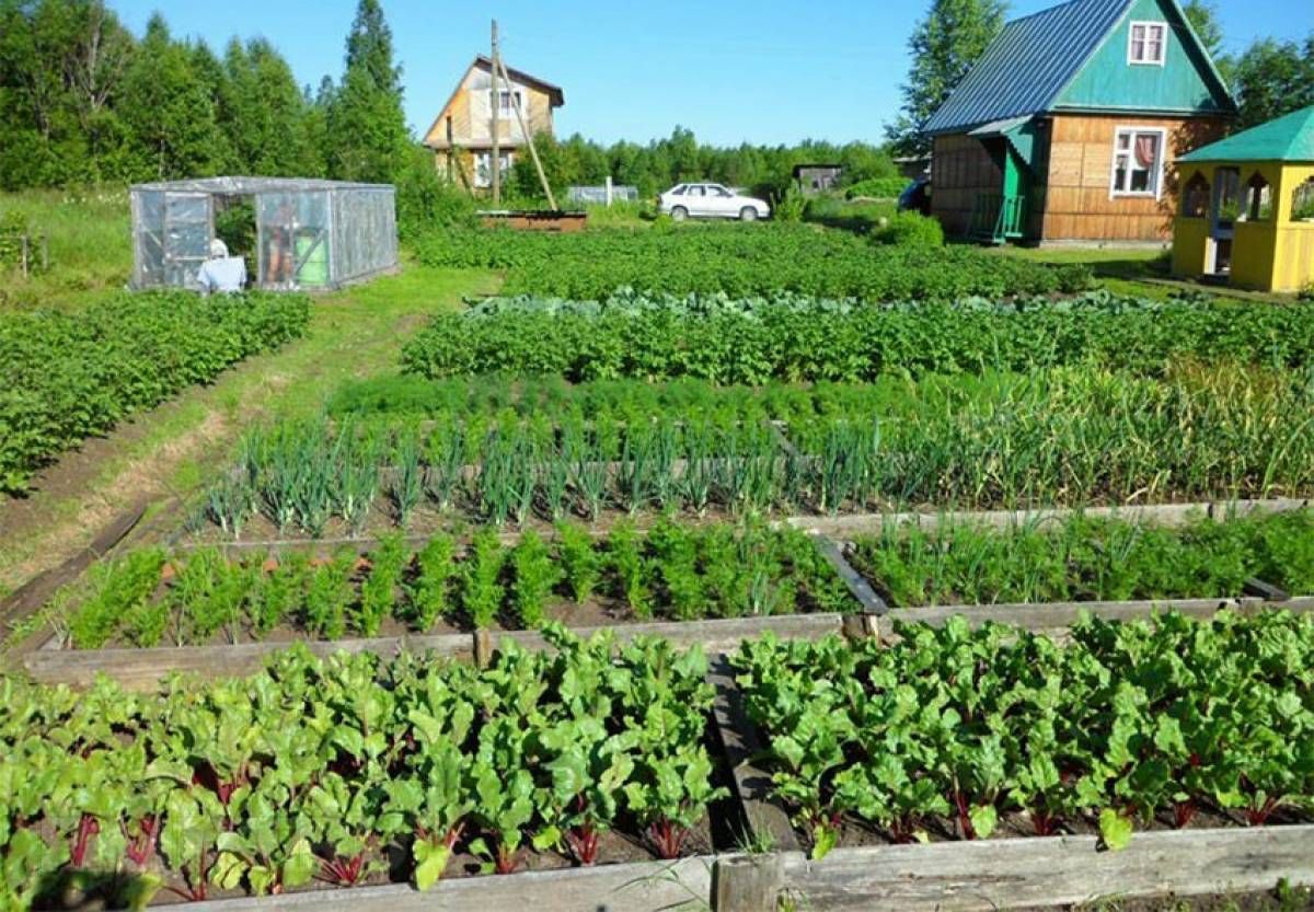 Мер Івано-Франківська закликав мешканців громади садити городи - 24 Канал