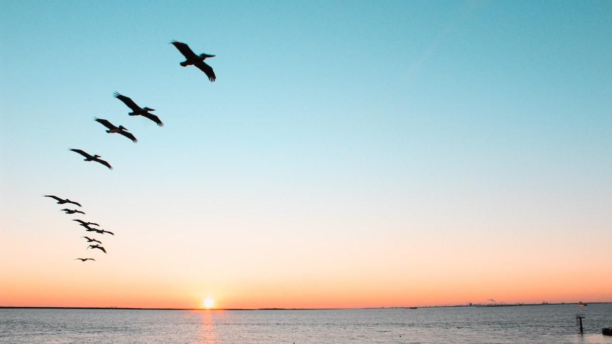 Росія вигадала новий фейк – нібито українські птахи заносять грип у Росію - 24 Канал Росія вигадала новий фейк – нібито українські птахи заносять грип у Росію - 24 Канал