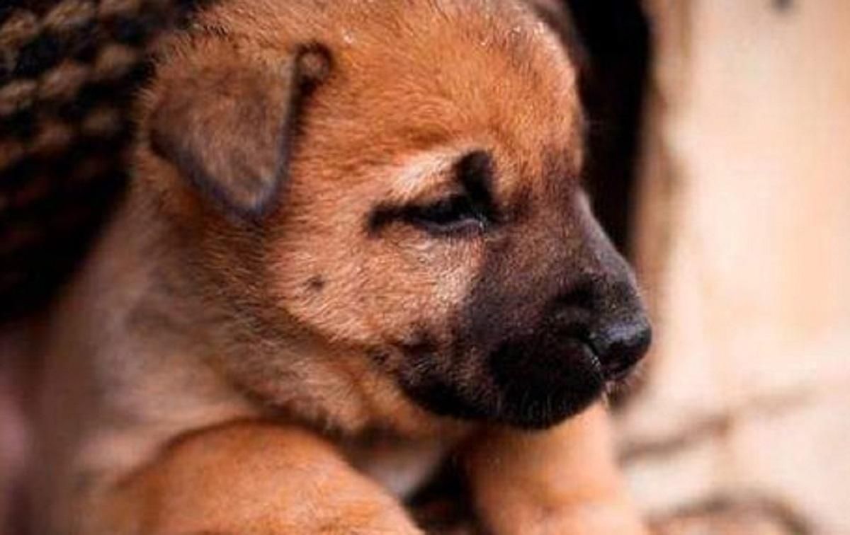 В приюте Киевской области из-за обстрелов заблокированы более 3 тысяч собак и кошек В приюте Киевской области из-за обстрелов заблокированы более 3 тысяч собак и кошек