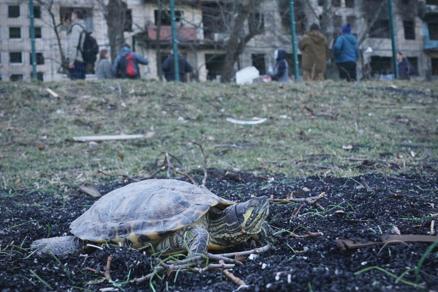 Черепаху ударною хвилею викинуло з квартири під час обстрілу будинку на Оболоні - 24 Канал