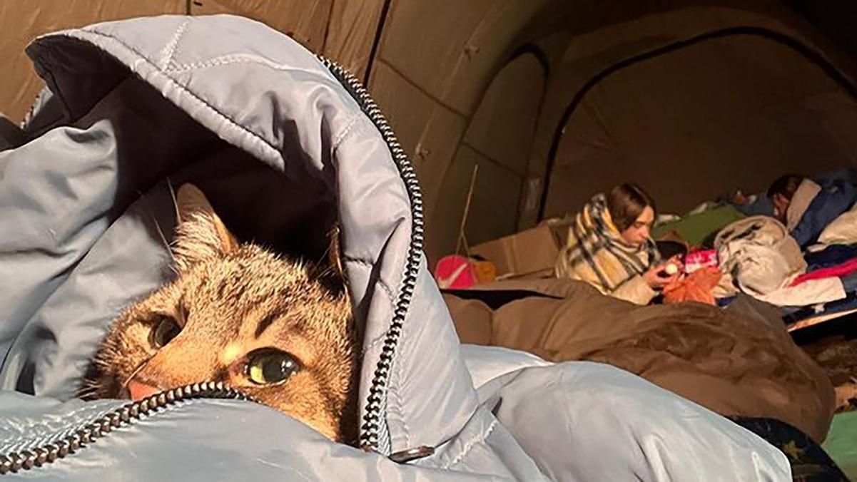 Звезда интернета кот Степан пережил обстрелы Харькова: животное – сейчас во Франции - 24 Канал