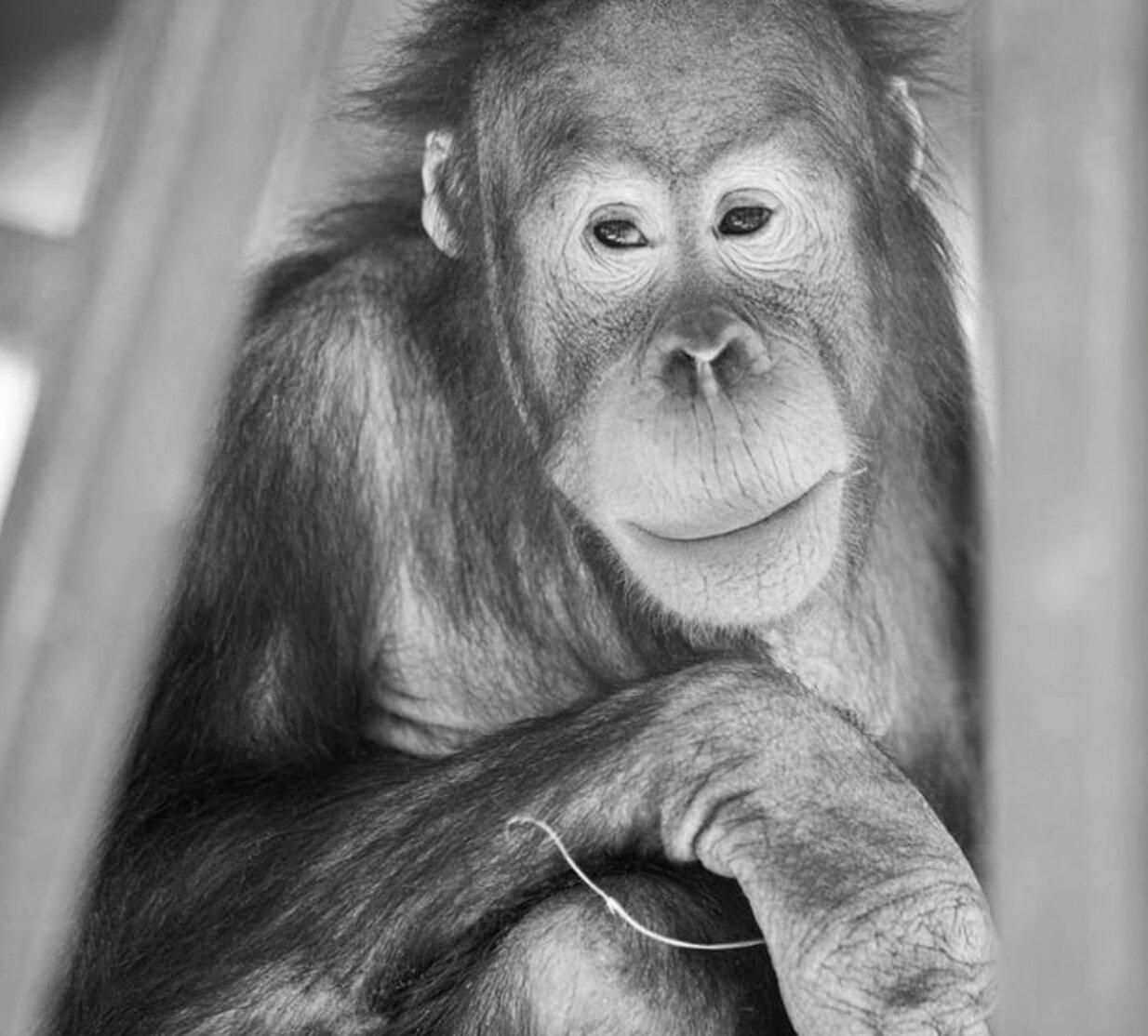 Российские снаряды попали в экопарк в Харькове: погибли животные Российские снаряды попали в экопарк в Харькове: погибли животные