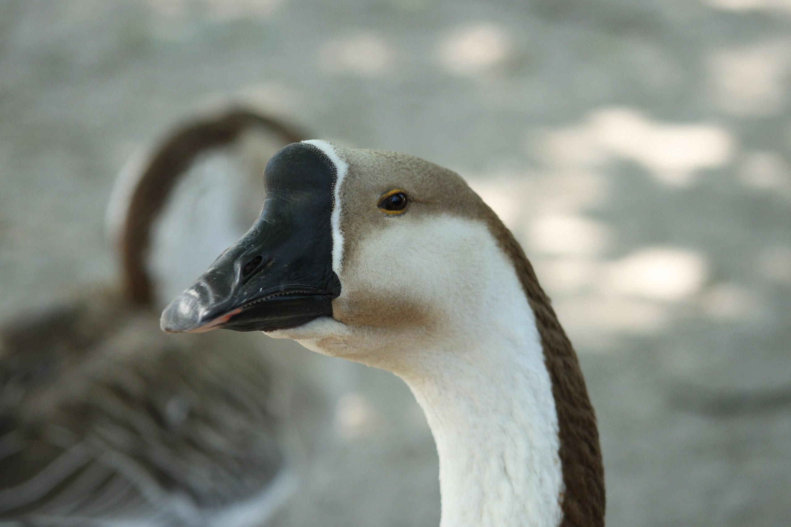 На Миколаївщині перелякані рашисти розстріляли гуся - 24 Канал На Миколаївщині перелякані рашисти розстріляли гуся - 24 Канал