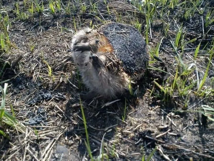 Їжак Пожежа Трава ДСНС Їжак Пожежа Трава ДСНС