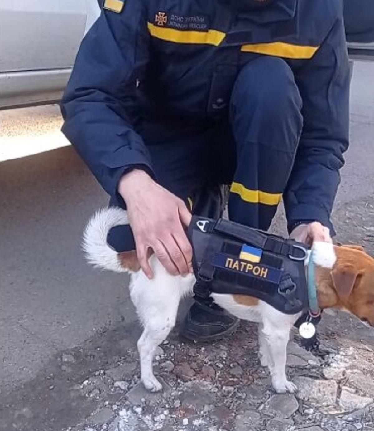 Пес Патрон несе службу разом з ДСНС: вже знешкодив 90 вибухонебезпечних предметів - 24 Канал Пес Патрон несе службу разом з ДСНС: вже знешкодив 90 вибухонебезпечних предметів - 24 Канал