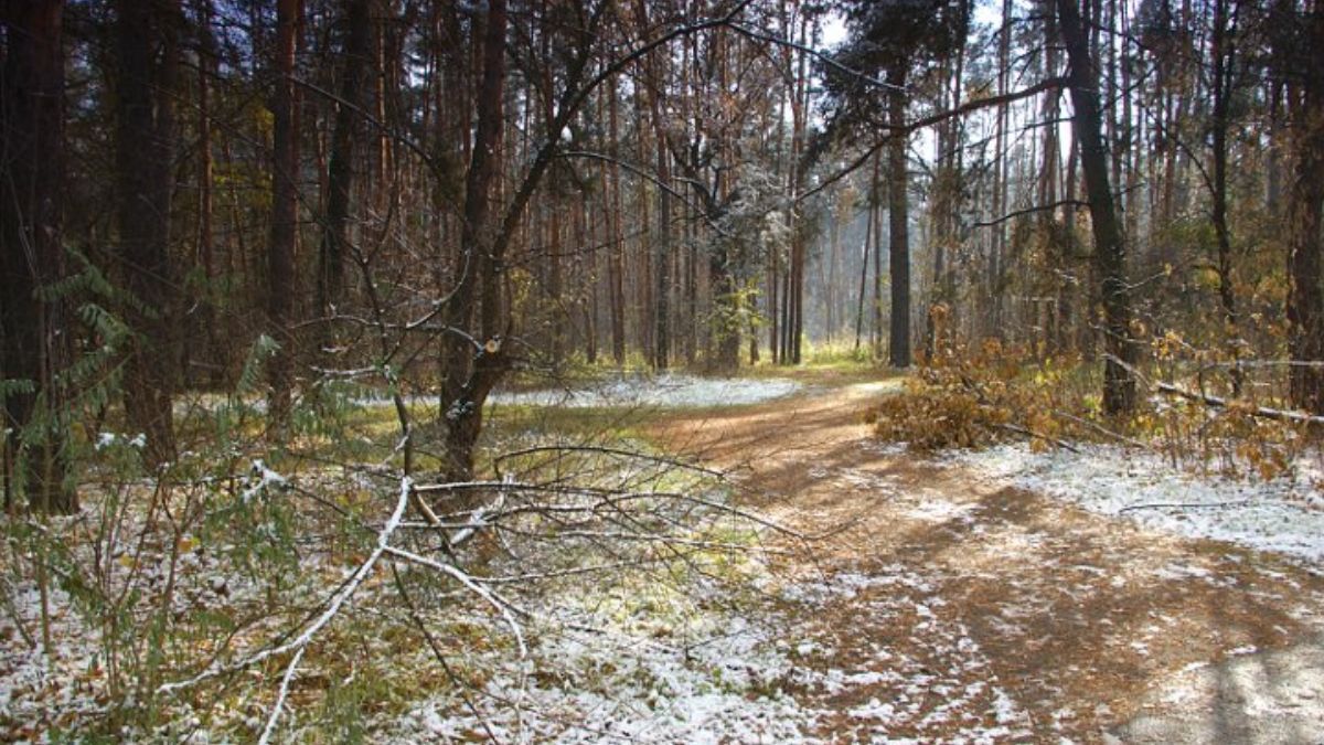 В Киевской области гражданским запретили посещать леса