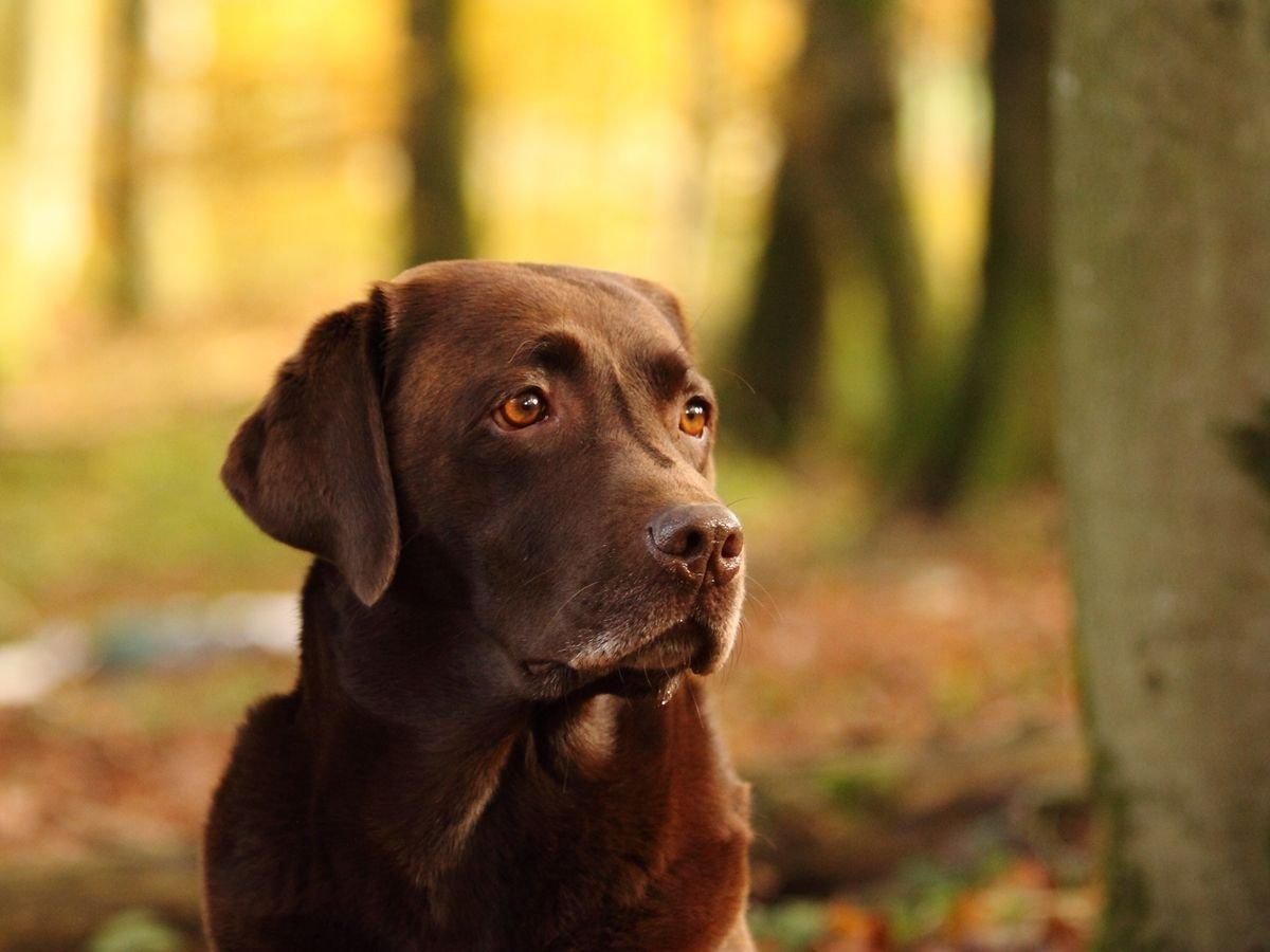 Патрульный ТОР наконец смог встретиться со своим песиком: трогательное видео Патрульный ТОР наконец смог встретиться со своим песиком: трогательное видео