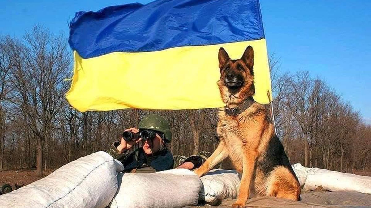 Не лише Патрон: прикордонники показали песиків, які допомагають боронити державу - 24 Канал Не лише Патрон: прикордонники показали песиків, які допомагають боронити державу - 24 Канал