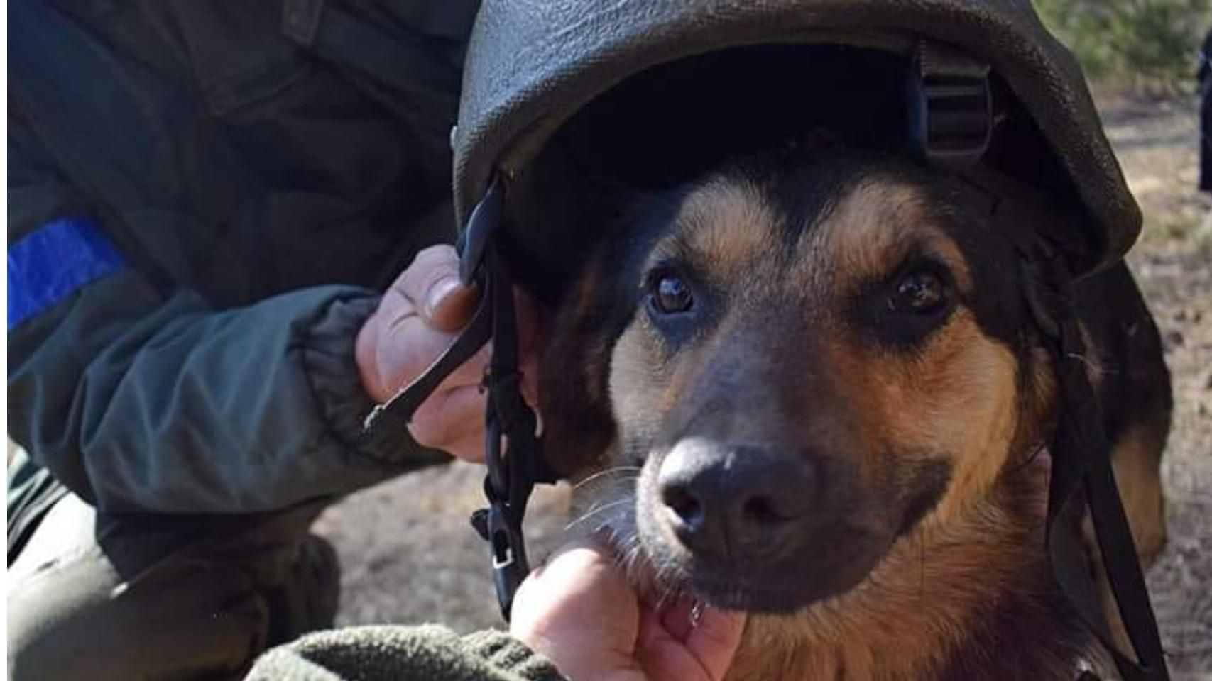 "Наша головна зброя": у Нацгвардії похвалилися песиком Байрактаром - 24 Канал "Наша головна зброя": у Нацгвардії похвалилися песиком Байрактаром - 24 Канал