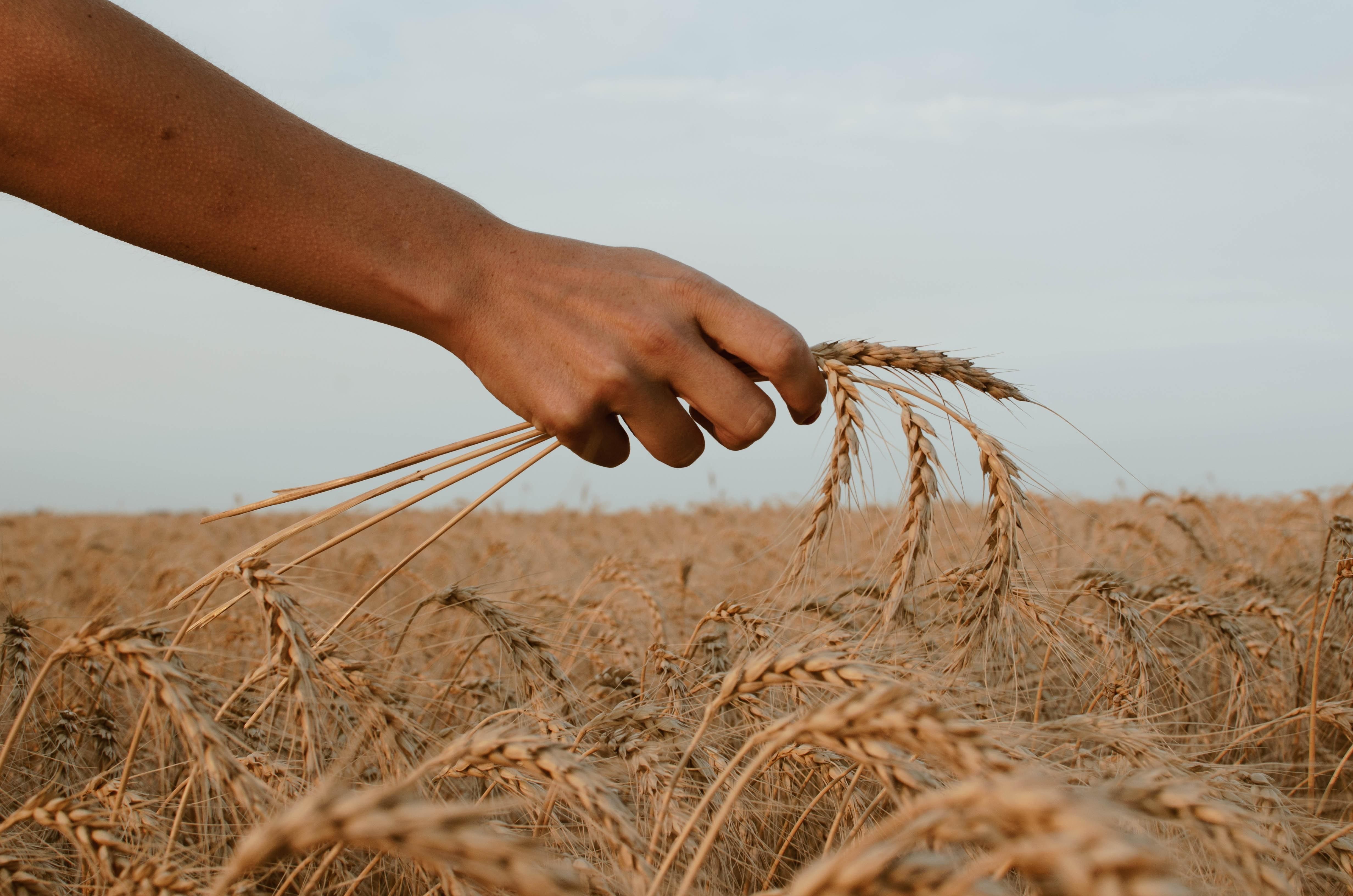 Зернові продовжують дорожчати: одна з причин – війна в Україні - Економіка
