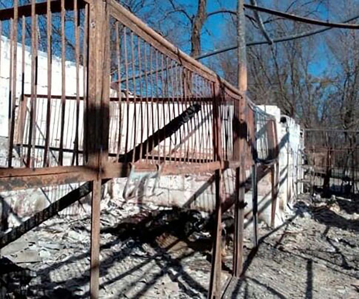 Рашисты сожгли в Гостомеле конюшню с более чем 30 лошадьми: фото 18+ Рашисты сожгли в Гостомеле конюшню с более чем 30 лошадьми: фото 18+