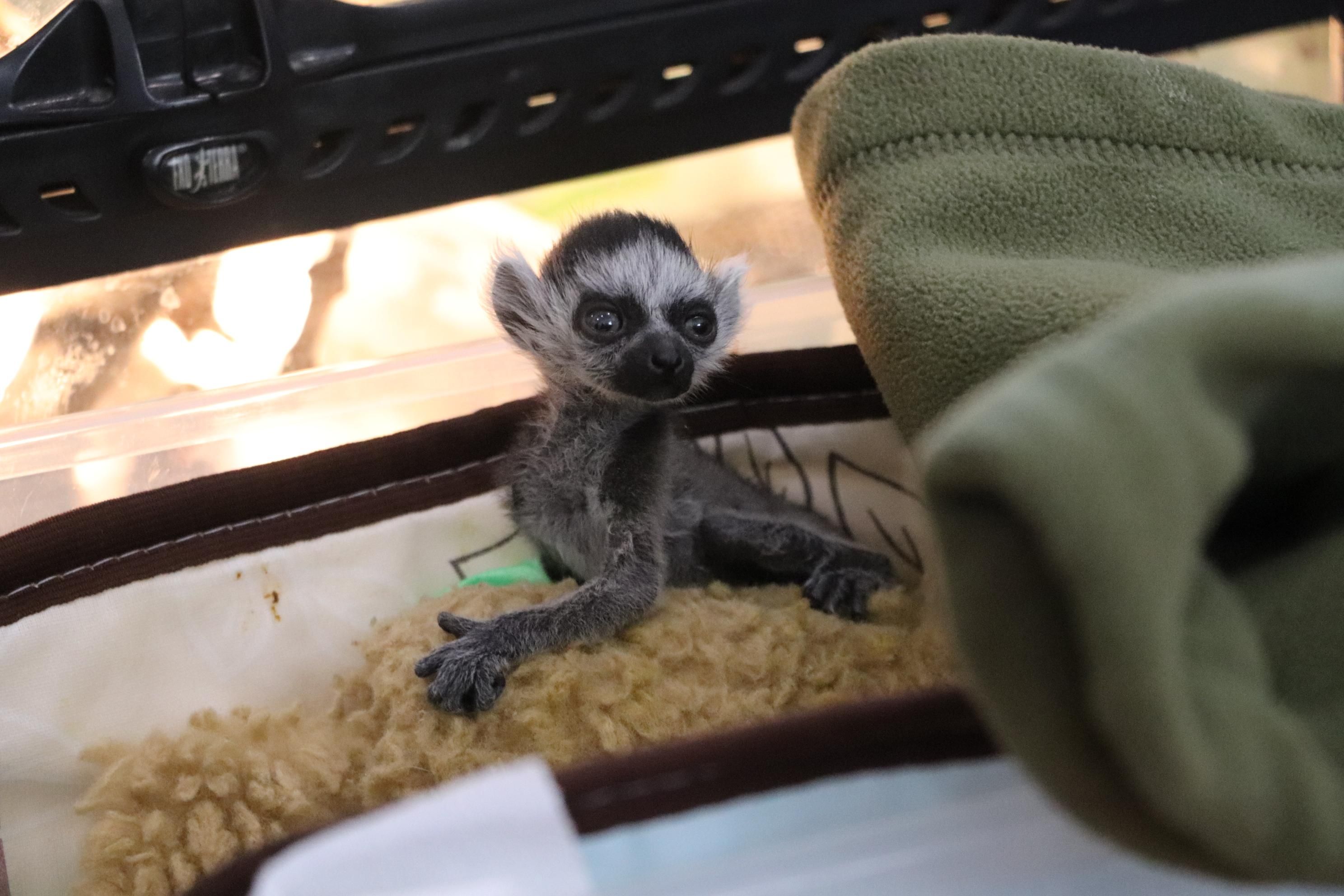 Как в Киевском зоопарке живет маленький лемур Байрактар: фоторепортаж - 24 Канал Как в Киевском зоопарке живет маленький лемур Байрактар: фоторепортаж - 24 Канал