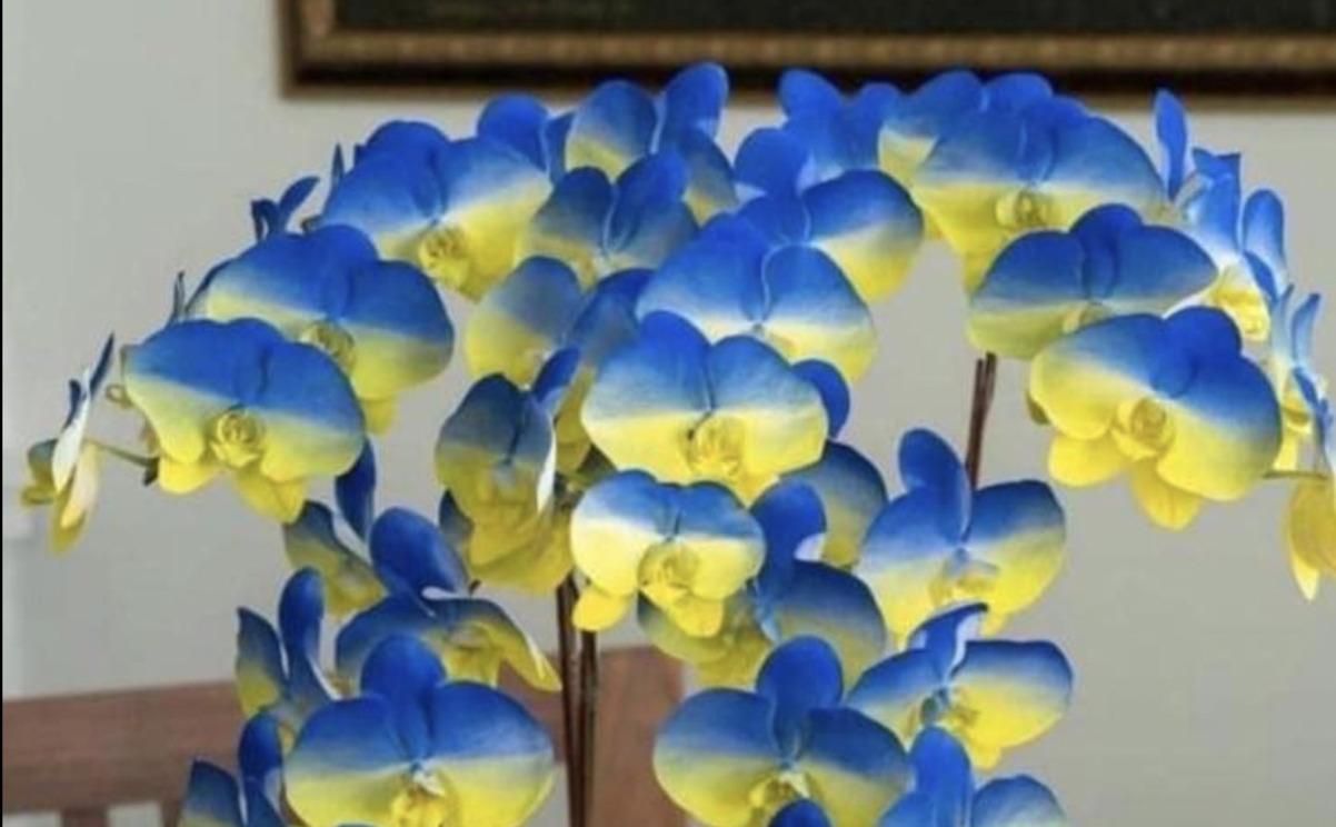 На Тайвані вивели новий сорт орхідей – жовто-блакитні - 24 Канал
