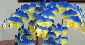На Тайване вывели новый сорт орхидей – желто-голубые