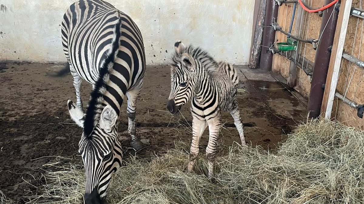 В зоопарке под Киевом родился зебрёнок: его назвали Зе