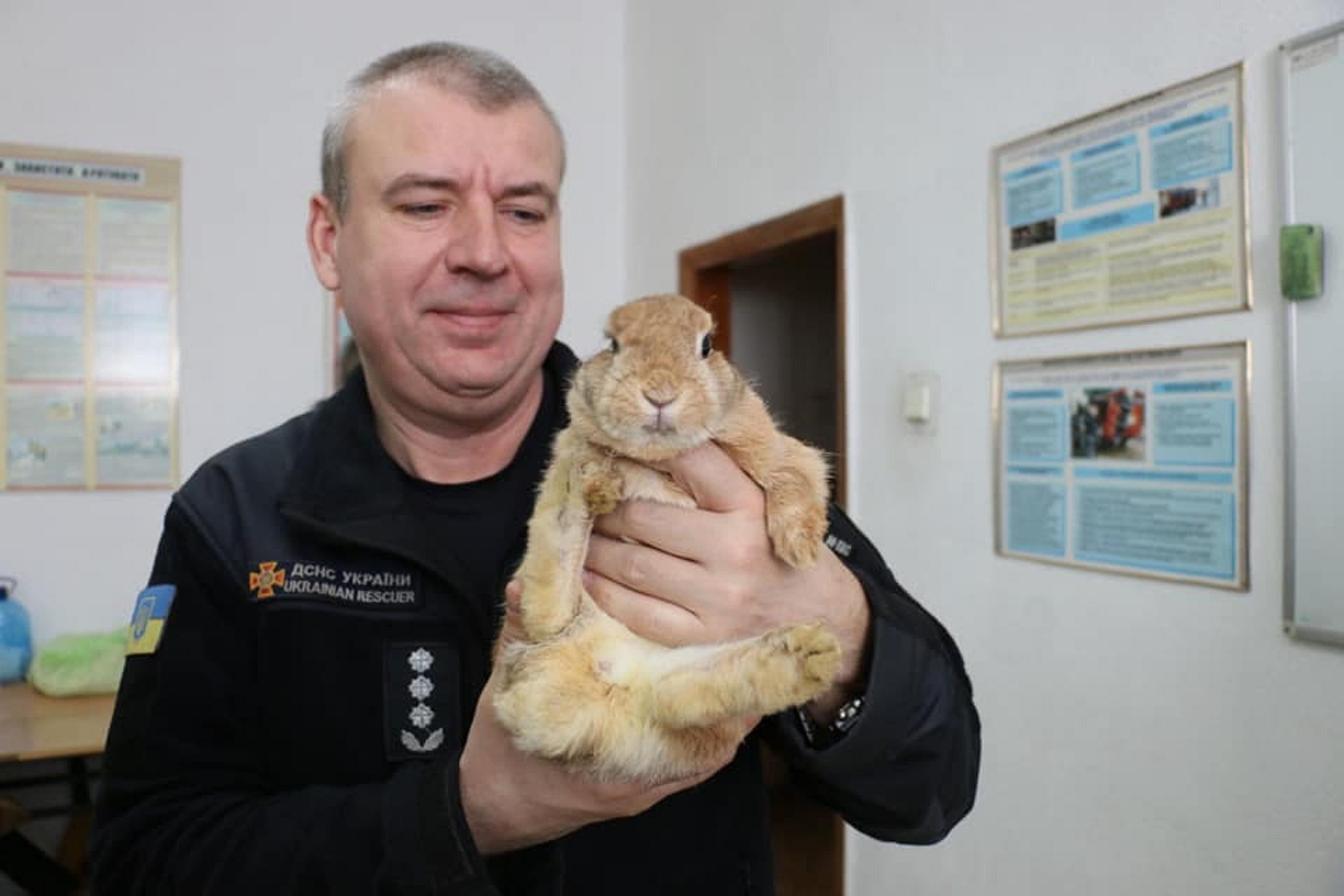 Мокрий, з обсмаленими вусами, але живий: рятувальники Харкова показали врятованого кролика Лакі - 24 Канал