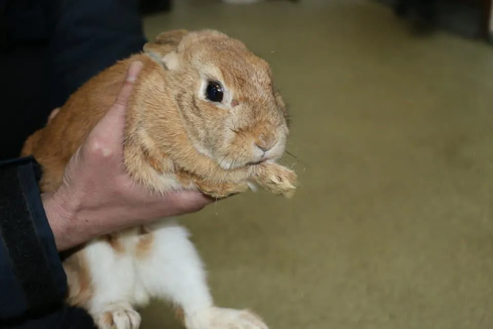 Кролик Лакі Кролик Лакі