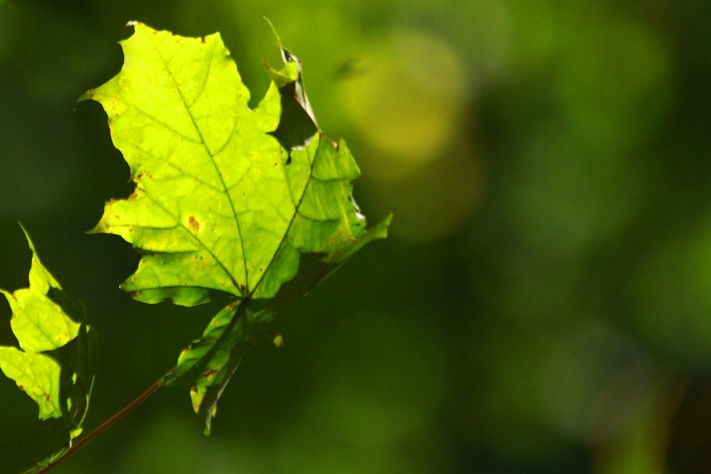 В Ровненской области населению запретили ходить в лес В Ровненской области населению запретили ходить в лес
