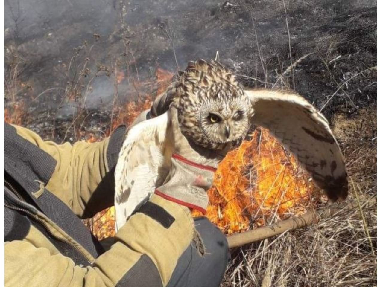 Красуню-сову врятували під час пожежі сухої трави ужгородські вогнеборці - 24 Канал