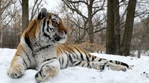 В американском зоопарке умер тигр по кличке Путин
