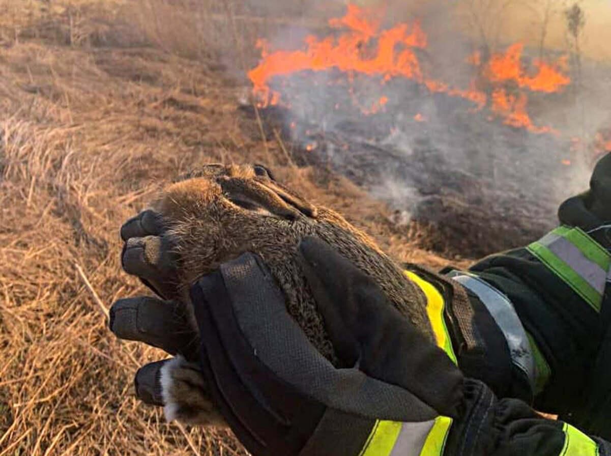 Рятувальники під час пожежі сухої трави врятували зайченя, якому пощастило вижити - 24 Канал