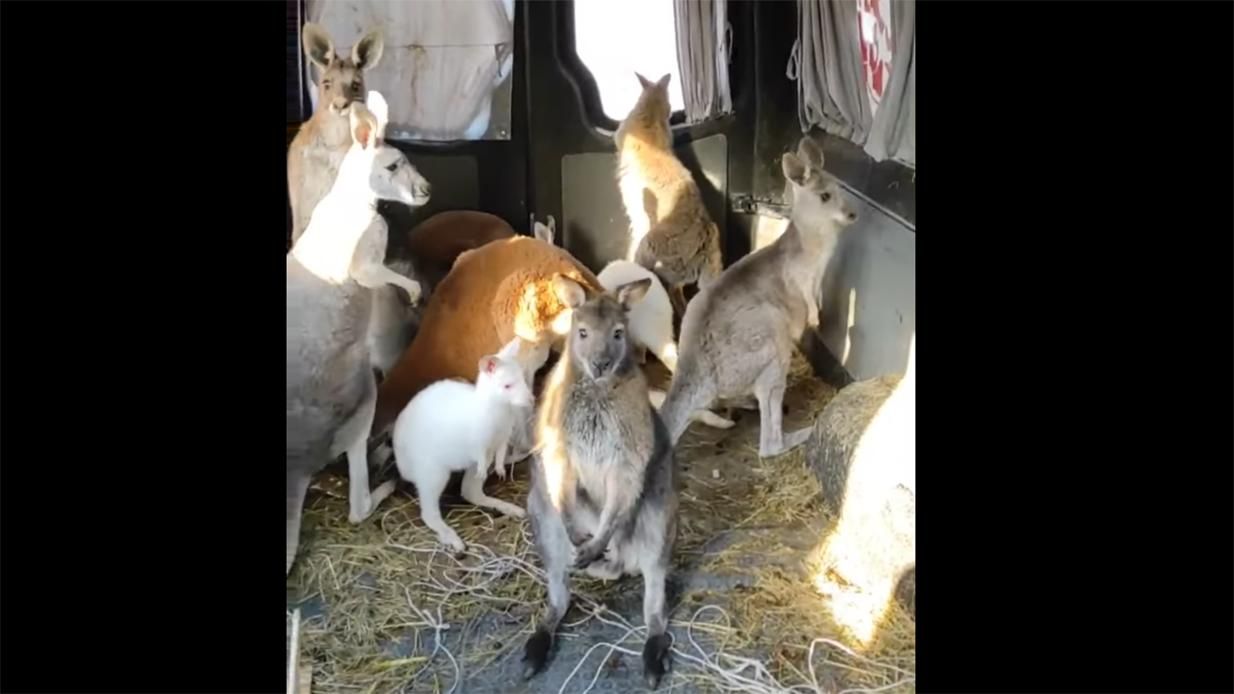 З екопарку у Харкові евакуювали кенгуру - 24 Канал З екопарку у Харкові евакуювали кенгуру - 24 Канал