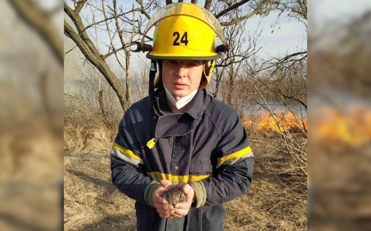 На Кіровоградщині врятували крихітне зайченя, яке ледь не загинуло через паліїв трави - 24 Канал На Кіровоградщині врятували крихітне зайченя, яке ледь не загинуло через паліїв трави - 24 Канал