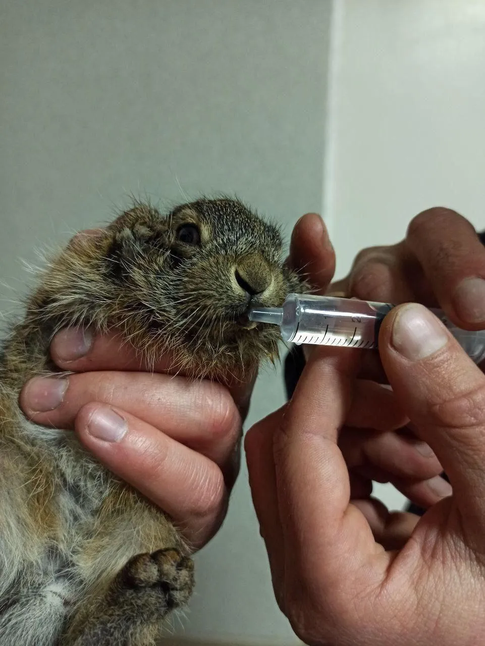Зайченя врятувалося від вогню Зайченя врятувалося від вогню