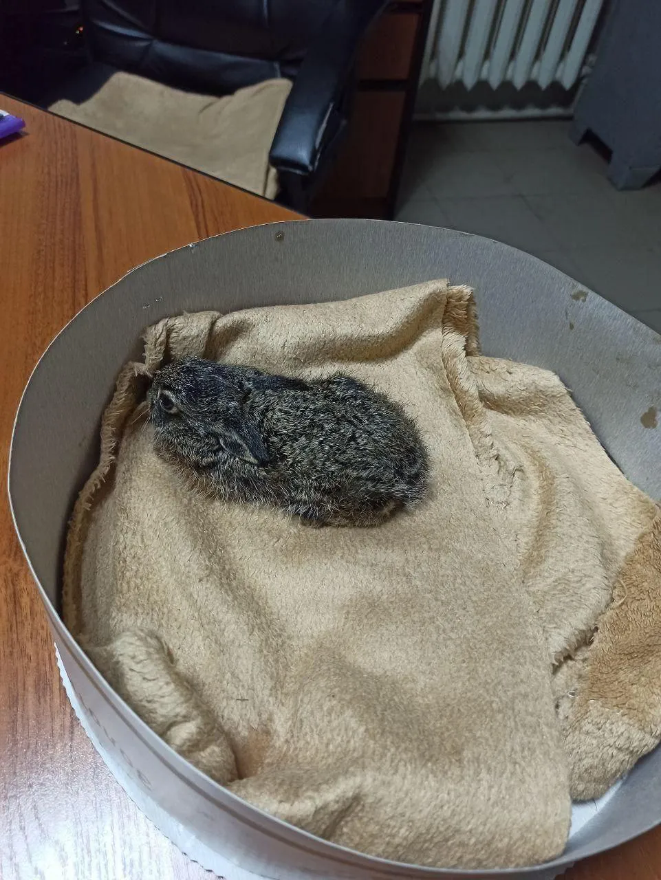 Зайченя врятувалося від вогню Зайченя врятувалося від вогню