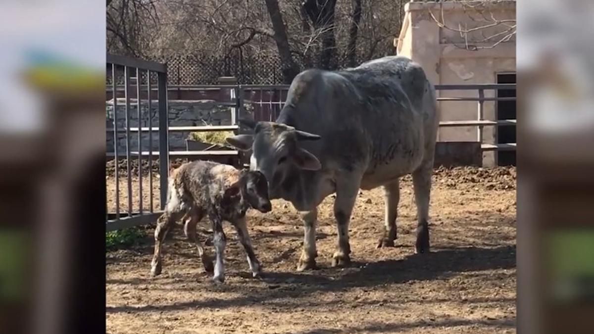 Новорожденного теленка в Одесском зоопарке назвали Джавелином - 24 Канал