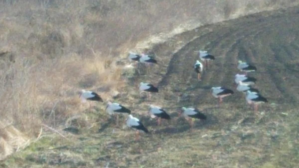 Боевые аисты: пограничники в шутку рассказали о новом "подразделении" в рядах ВСУ Боевые аисты: пограничники в шутку рассказали о новом "подразделении" в рядах ВСУ