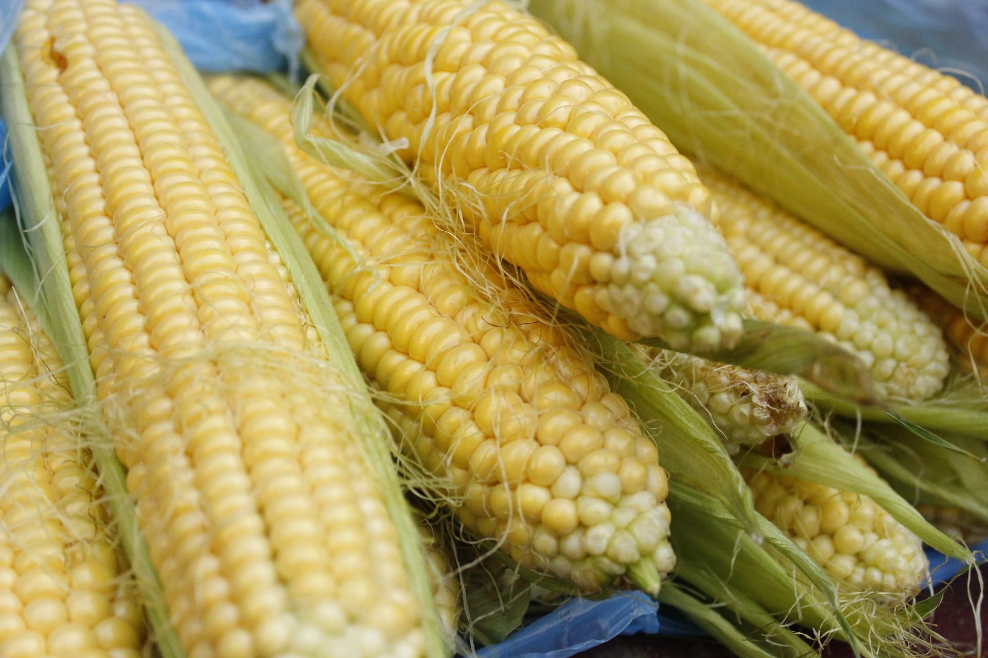 Порти заблоковані: трейдери здійснили перші поставки української кукурудзи до Європи - Економіка Порти заблоковані: трейдери здійснили перші поставки української кукурудзи до Європи - Економіка