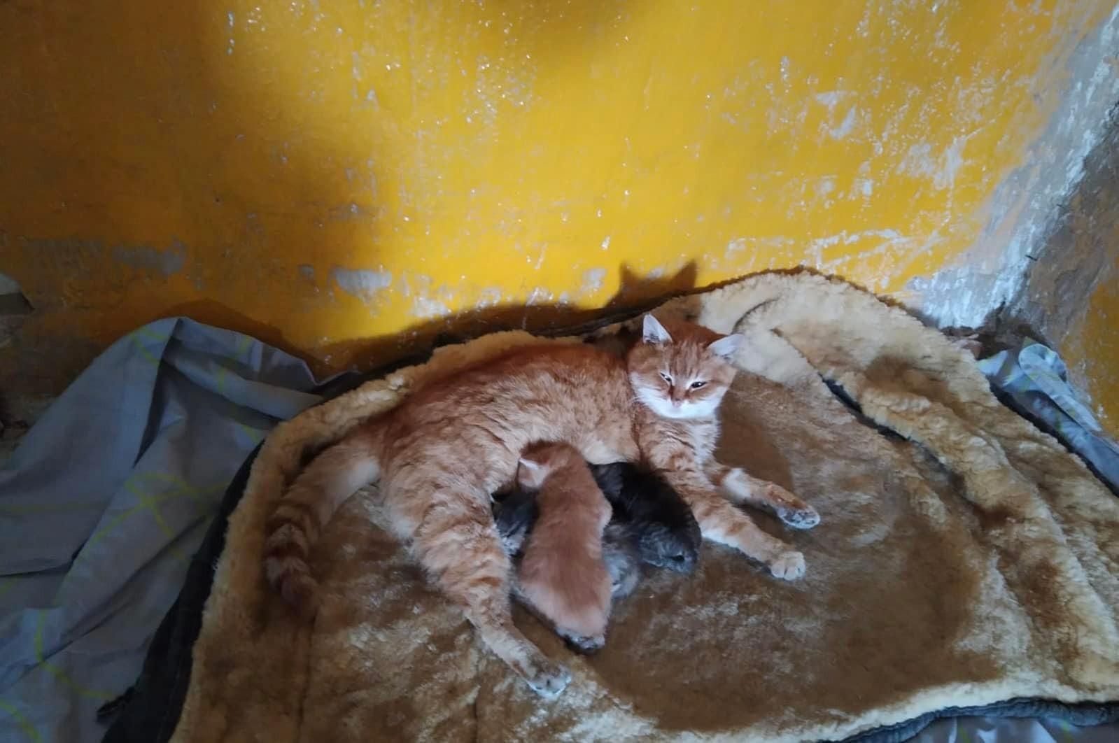 Киці, собаки та кури: українські захисники рятують на Луганщині не лише людей - 24 Канал Киці, собаки та кури: українські захисники рятують на Луганщині не лише людей - 24 Канал