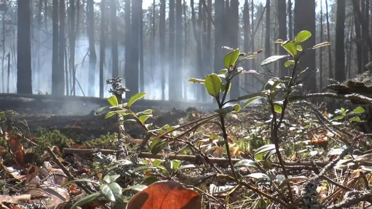 Суттєвих пожеж у Чорнобильській зоні немає, радіаційний фон – у нормі, – радник глави МВС - 24 Канал