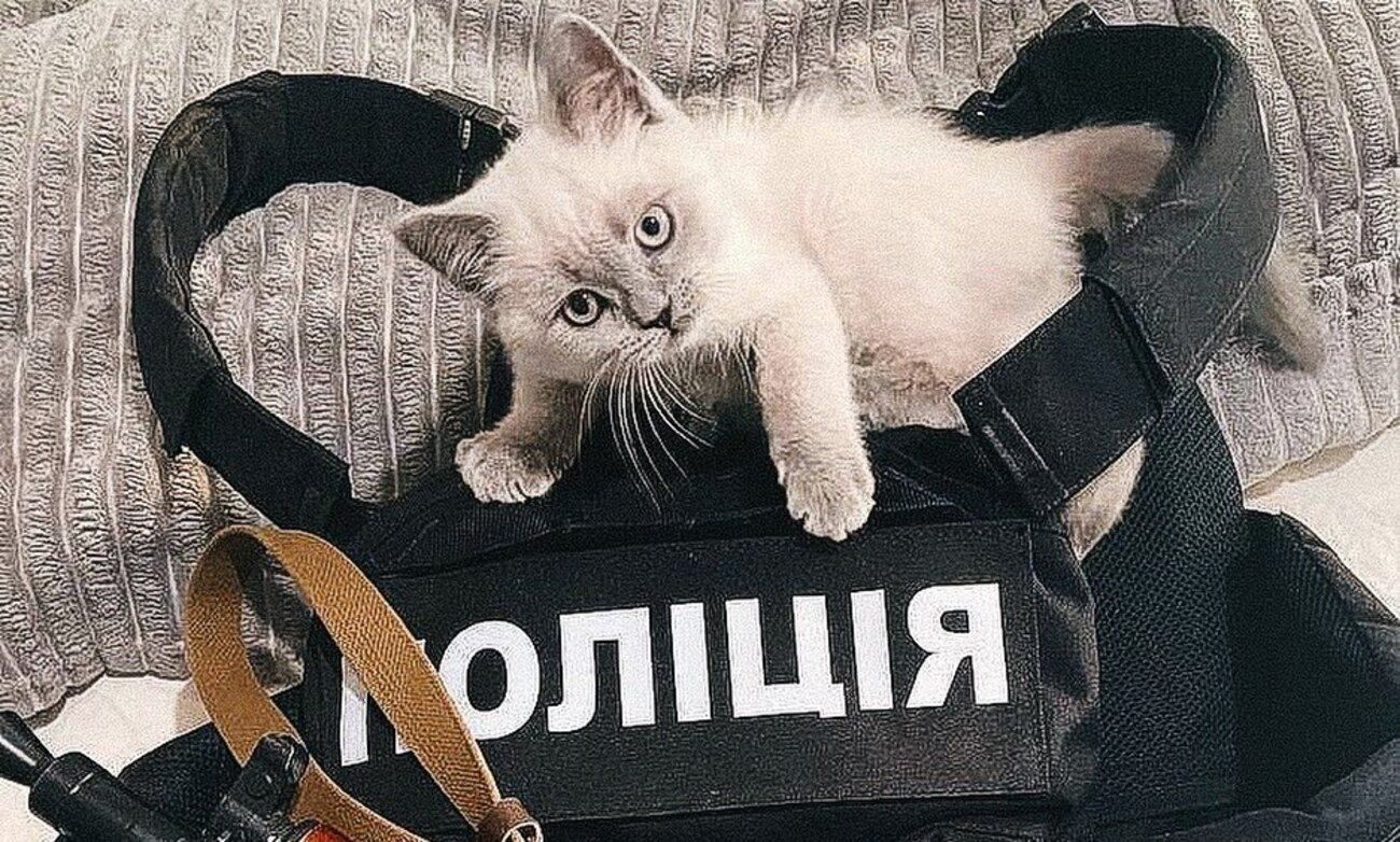 Котик Сірий у поліцейській амуніції: миле фото - 24 Канал