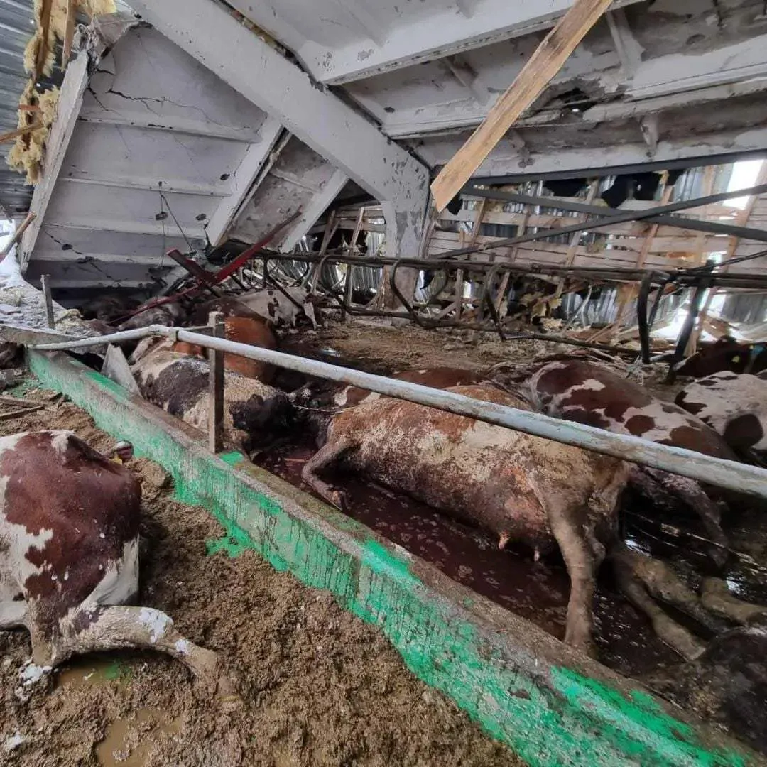 Коровы погибли из-за российского обстрела / Фото UAnimals